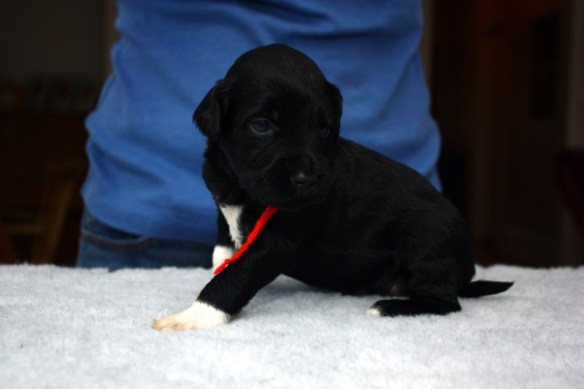 Rød sittende, 26 dager