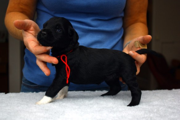 Rød stående, 26 dager